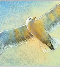Postkarte Seegelflug Adler Freiheit